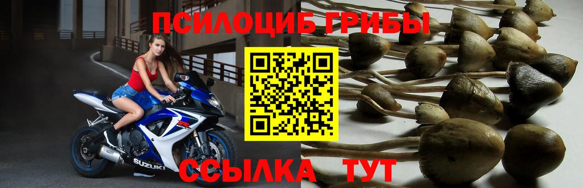 Псилоцибиновые грибы Psilocybe  Псилоцибиновые грибы Cubensis  Вход с VPN  Химки 